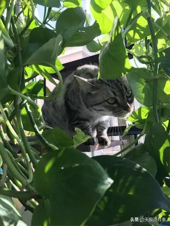 露台打造花海,她用10年改造庭院