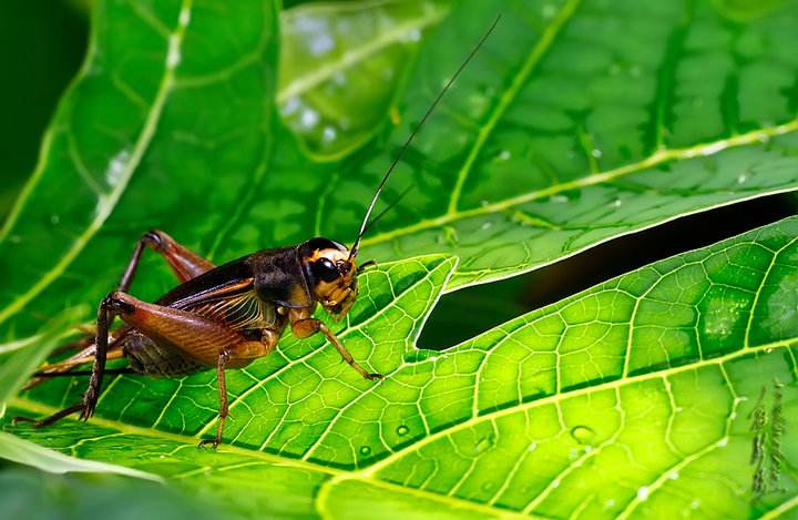 揭秘斗蟋蟀,两广斗蟋蟀文化