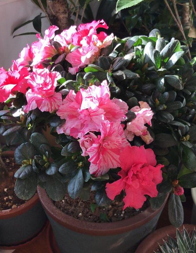 家庭养花技巧大全及养护方法,家里养花怎么养不活是家运不好吗