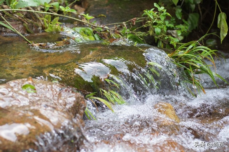 都说它是红茶中的黑马?