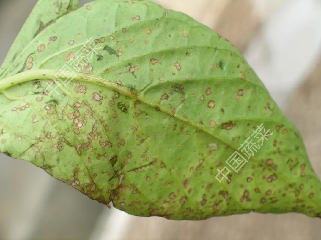 叶片疮痂病,辣椒叶片病害图片与防治措施