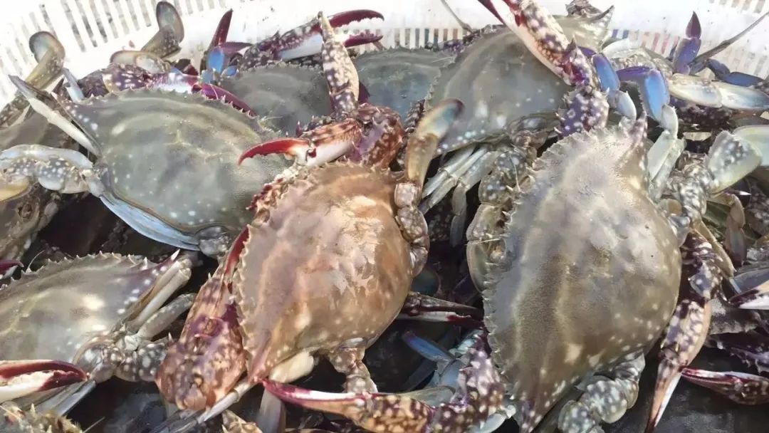 菜市场买了死螃蟹还能吃吗,市场上买的冰冻螃蟹能吃吗