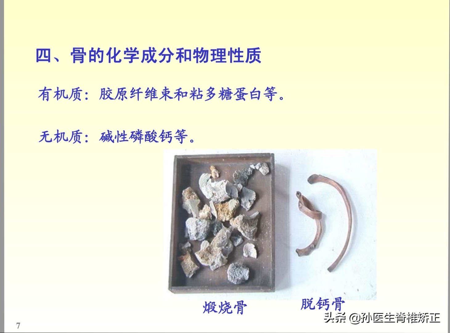 解剖学基础ppt完整版,人体系统解剖学ppt完整版