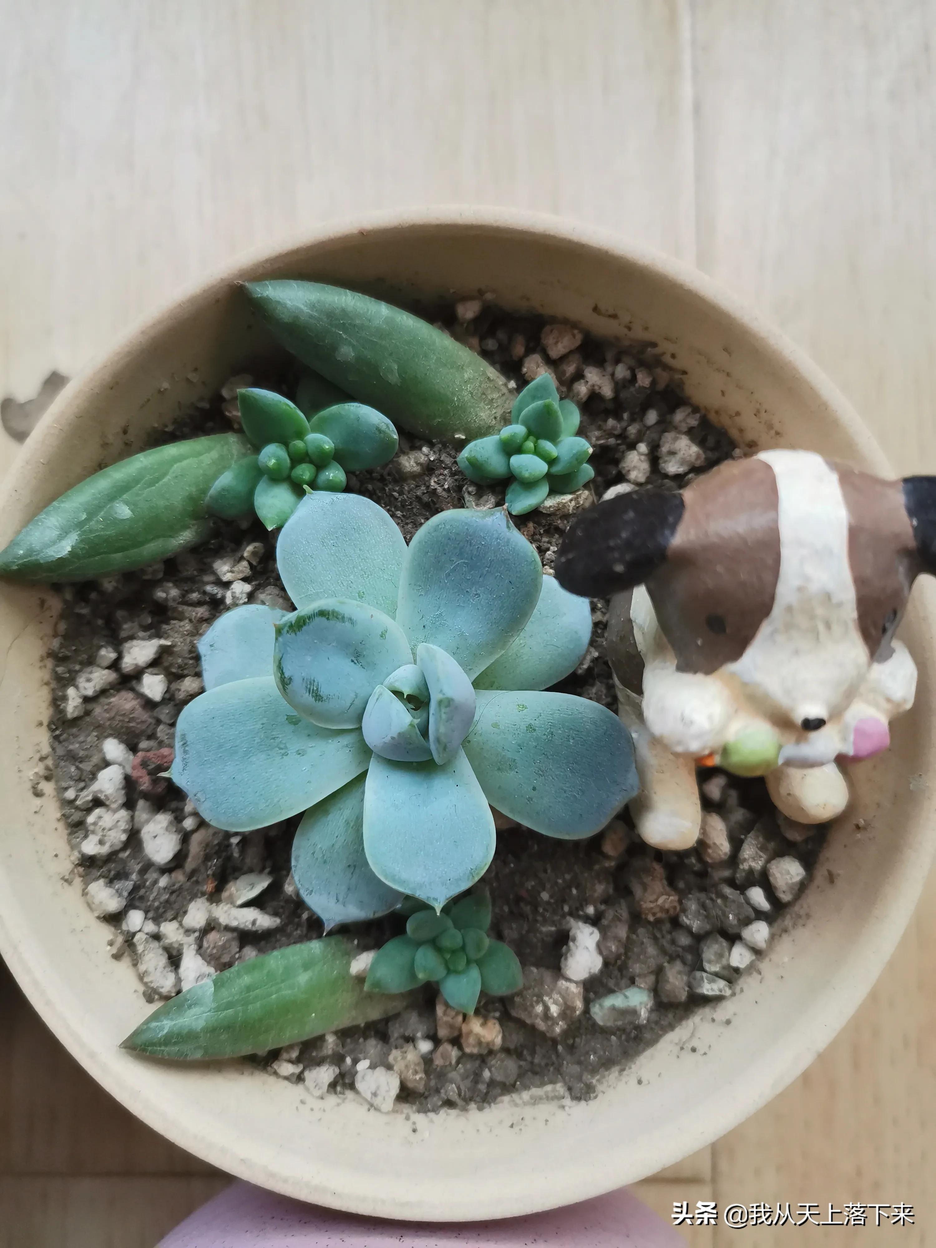 89种常见多肉植物品种图，实物拍摄，还不认识的小伙伴赶紧收藏好