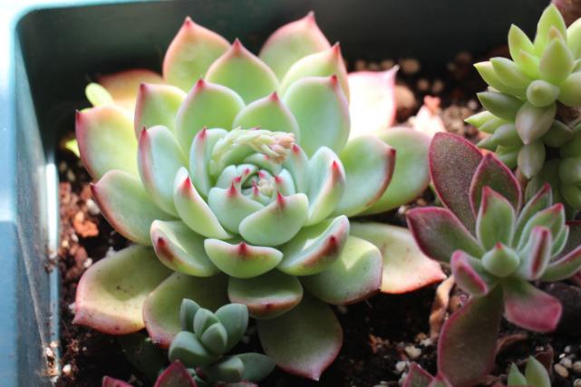 多肉吉娃娃叶子枯萎怎么回事,多肉吉娃娃翻盆叶子发软