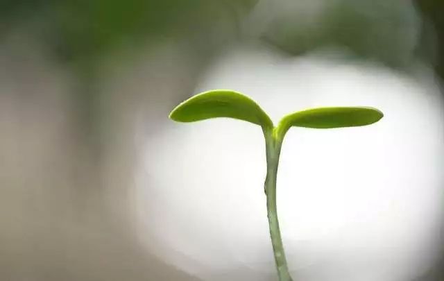 种子怎么育苗出芽率高,怎么能让种子发芽育苗