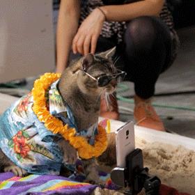 搞笑动图笑死你的图片,搞笑的动图不笑算我输