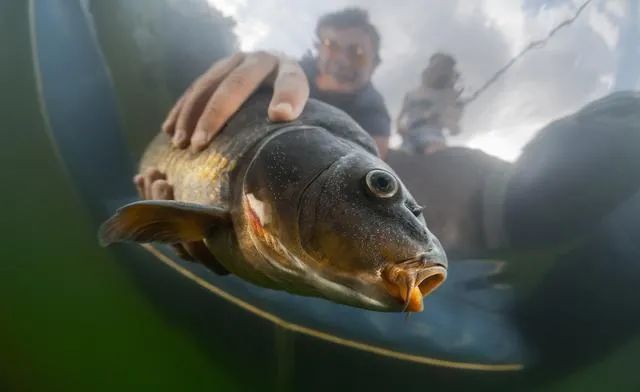 实况钓鱼新手池怎么钓稀有鱼,实况钓鱼钓巨物视频