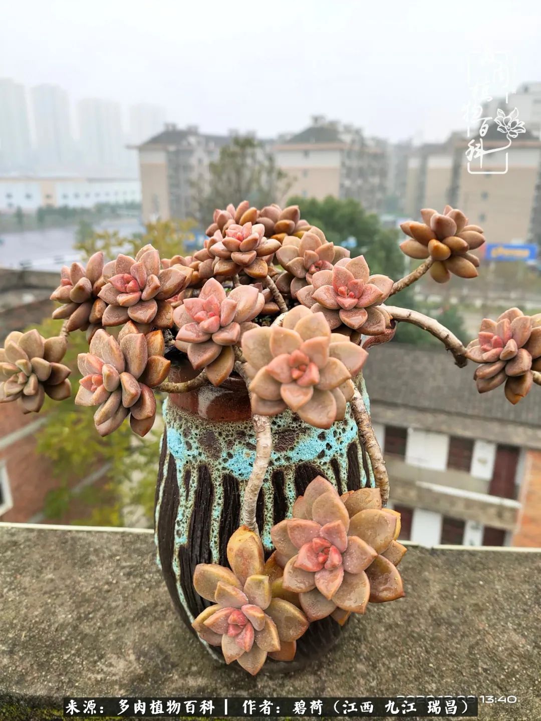 养了五年的多肉看到岁月的痕迹,经过一年春夏秋冬的轮回