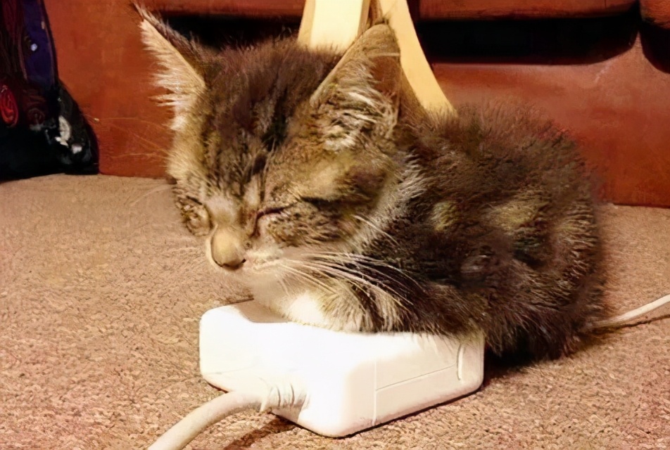 冬天农村猫咪如何过冬,冬天猫咪怎么过冬