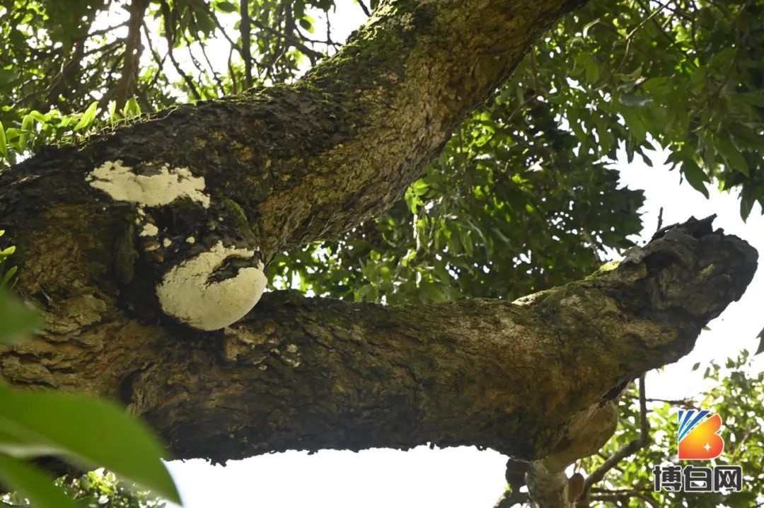 活久见！快成精了？博白发现明朝古树，至今600多年