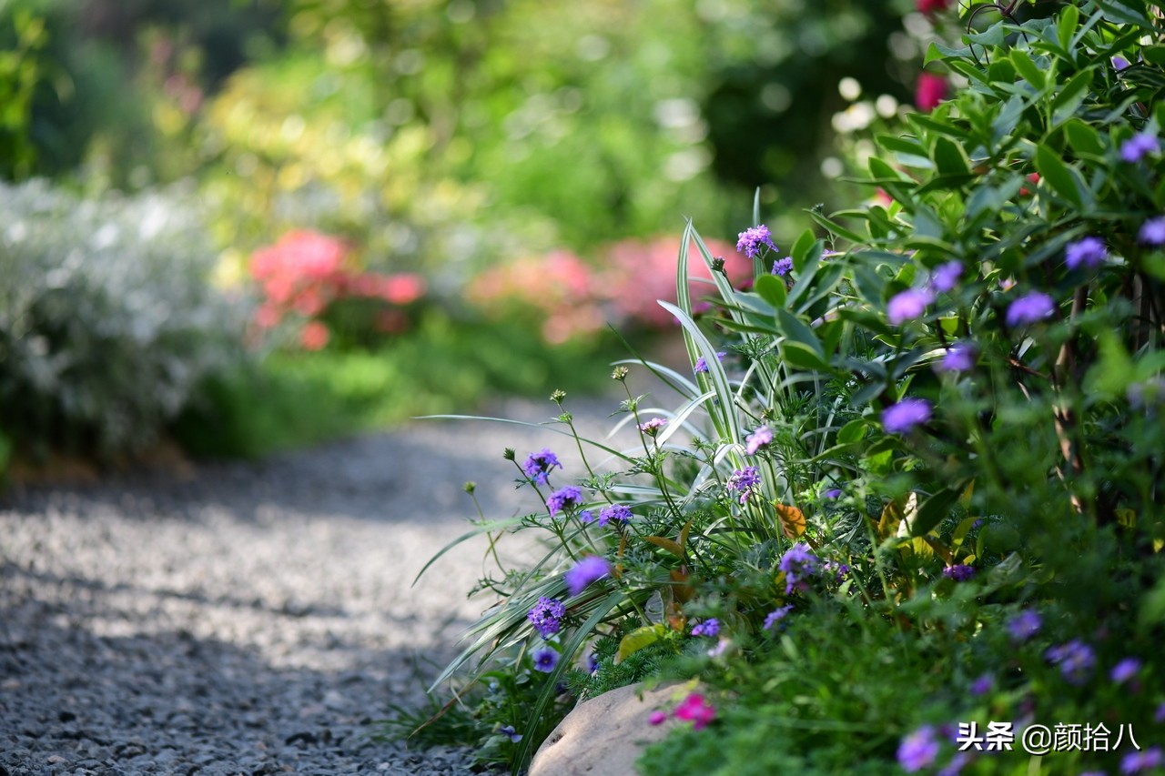 花园里的银边麦冬太好看，竟然被偷了|园丁