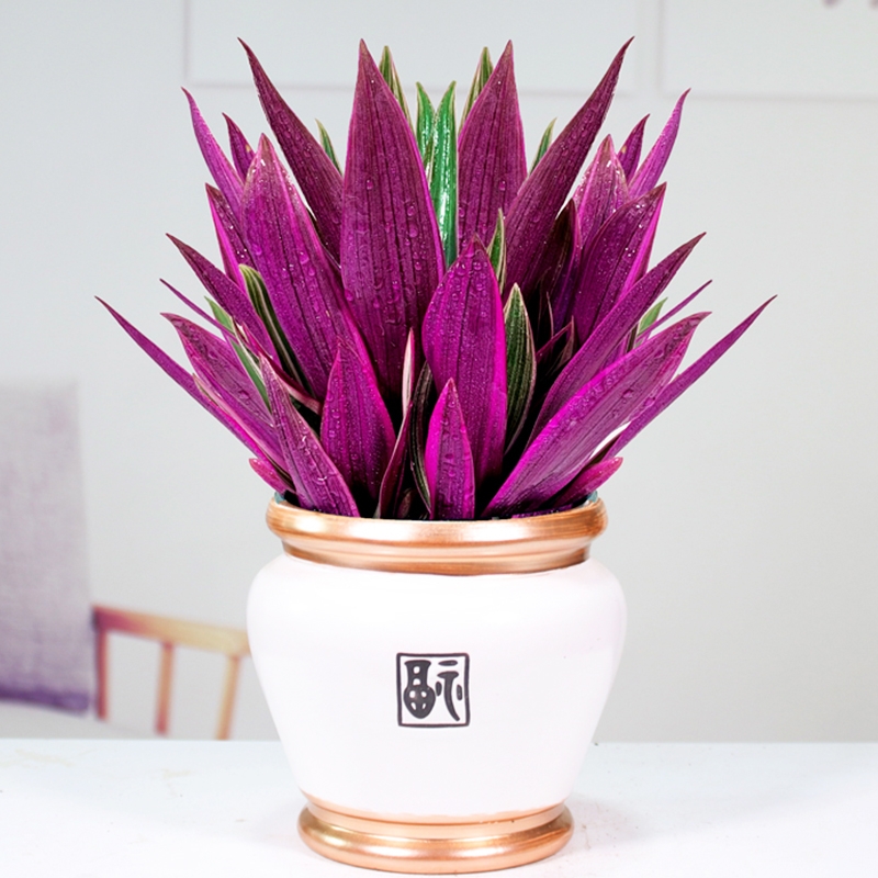 好看又好养的盆花,人养花也养人