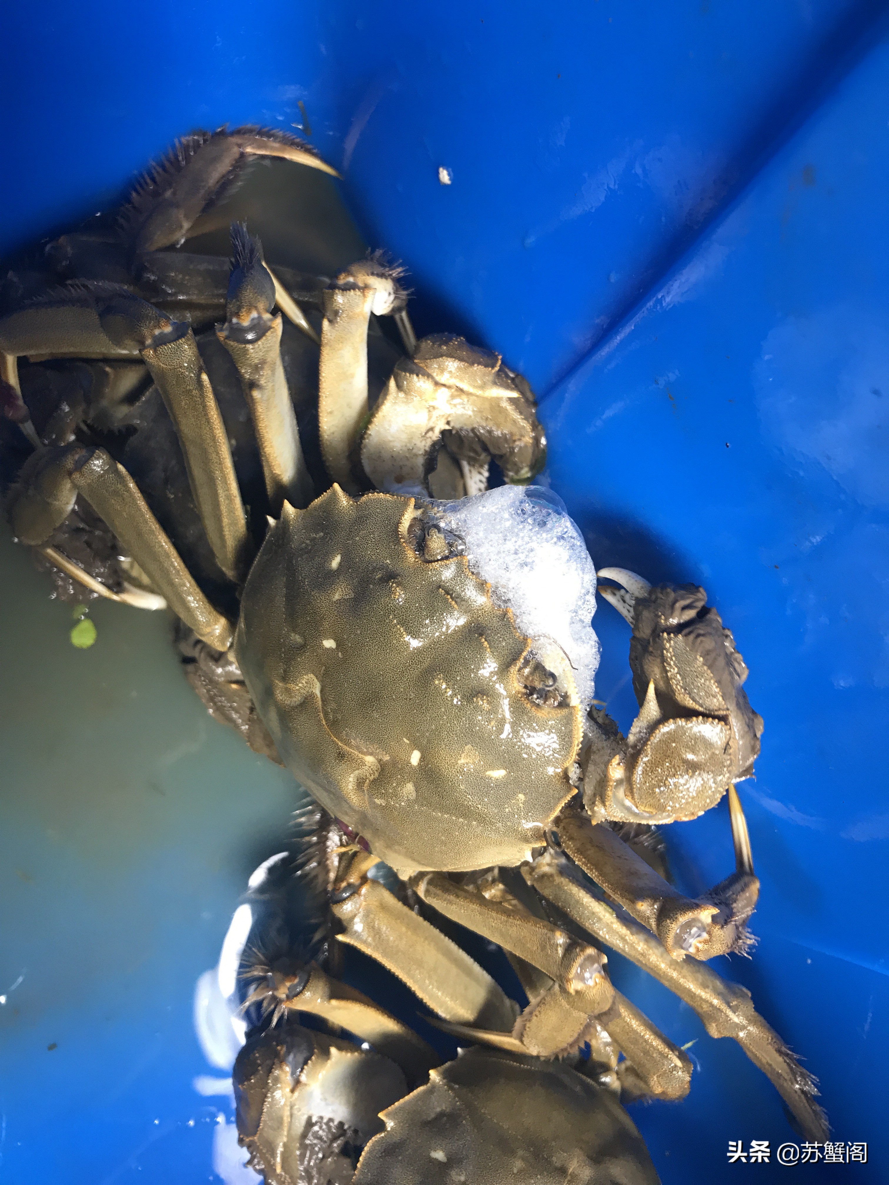 测评阳澄湖大闸蟹视频,肥美正宗阳澄湖大闸蟹