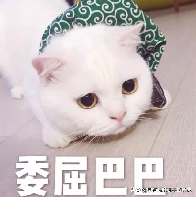 被猫围观的猫咪,被猫咪围观