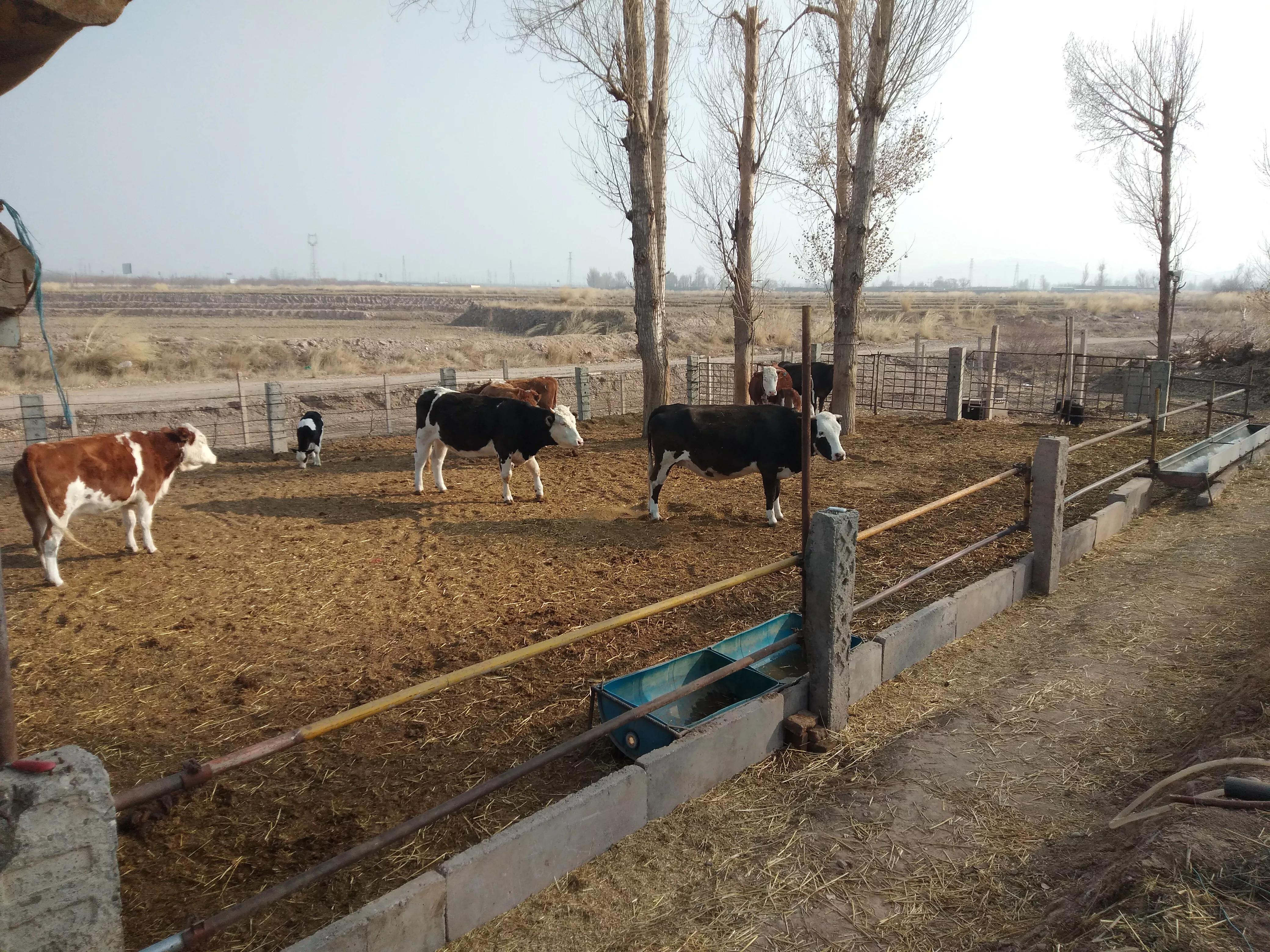 养牛10头母牛一年利润多少,养牛的利润一年有多少