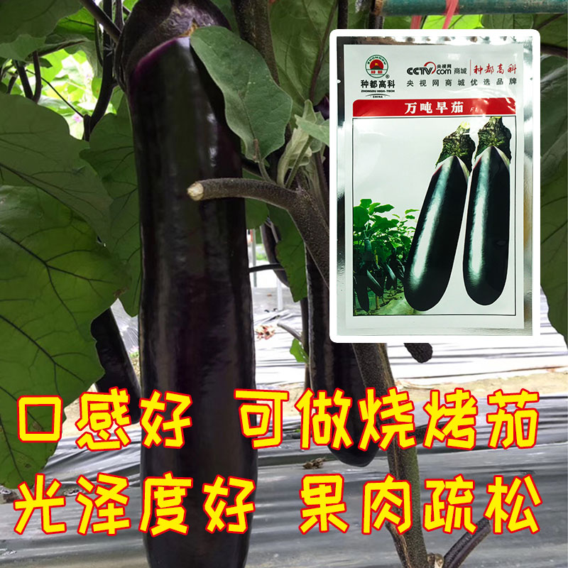 好品种本地茄子种,什么牌子的茄子种高产