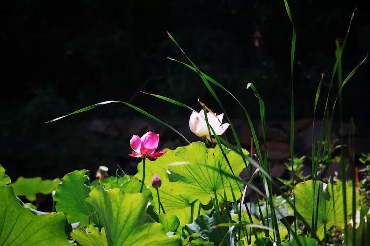 尼康入门单反,单反快速入门攻略