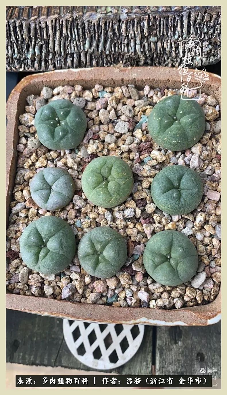 仙人球开花的惊艳瞬间,仙人球开花惊艳了6月