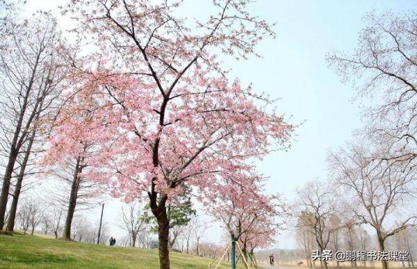 户外旅游看樱花,赏花赏樱花