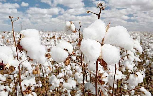 又杀菌又增产的药,又杀菌又增产的农药