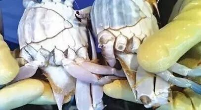 寿光羊口哪个海鲜好,寿光羊口开海节2022年