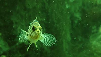 普通人怎么用手机拍大片,普通人用手机如何拍视频