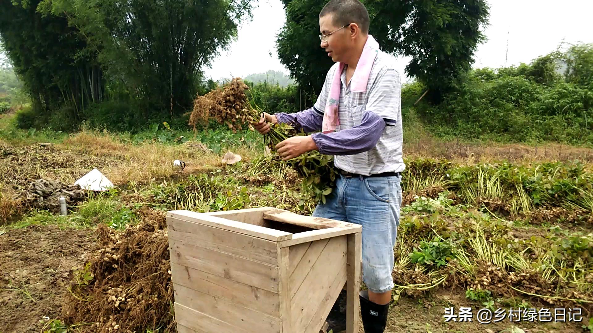 农民花生收获的季节,农民收获花生场景