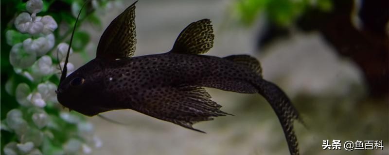 鱼身上的粘液怎么来的,鱼的粘液要洗掉吗