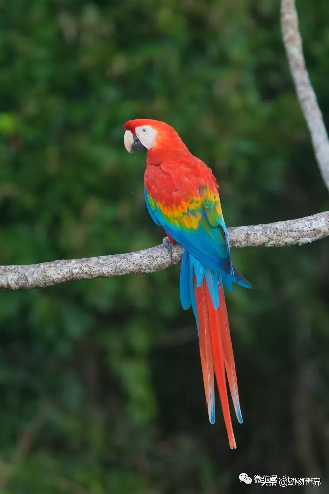 飞翔的彩虹鸟,飞翔的鹦鹉绿幕素材