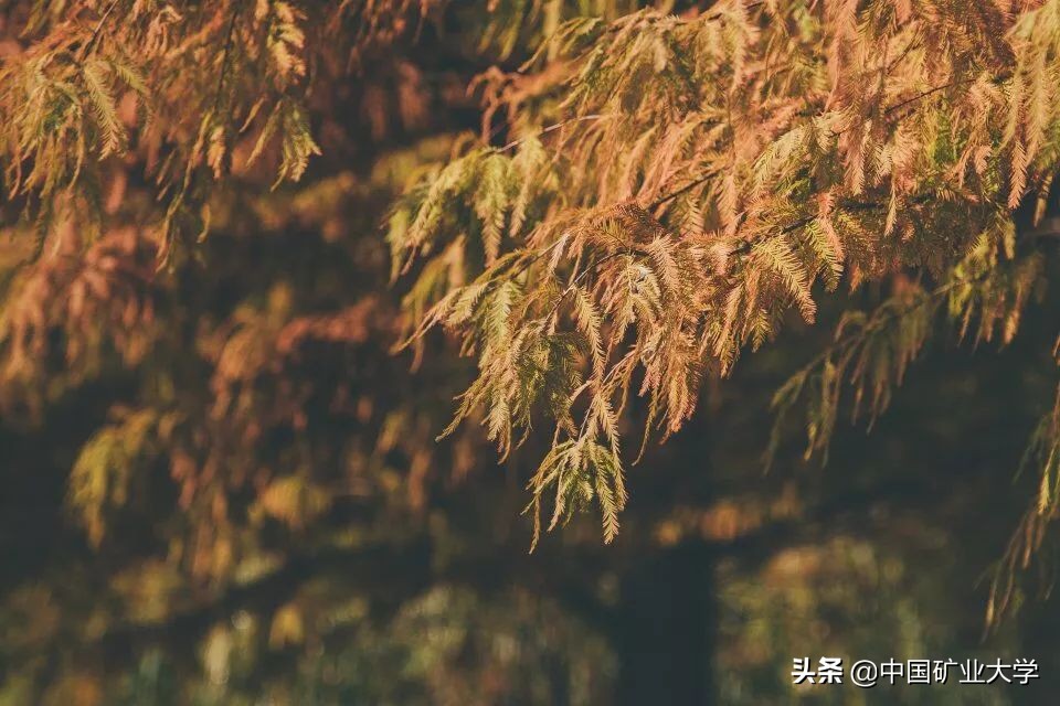 我不要我觉得我要你觉得,我不要我觉得我要你觉得是什么梗