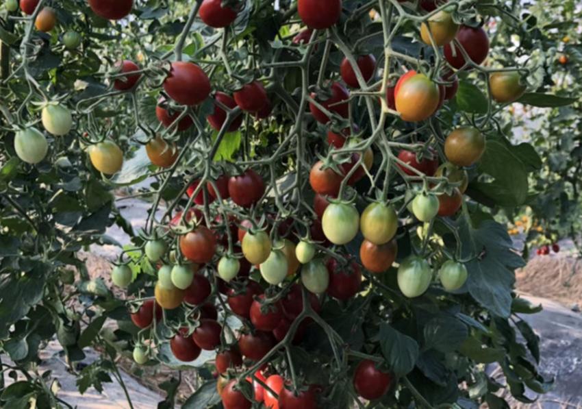 农村适合种植的药材品种,目前农村种植什么最好赚钱呢