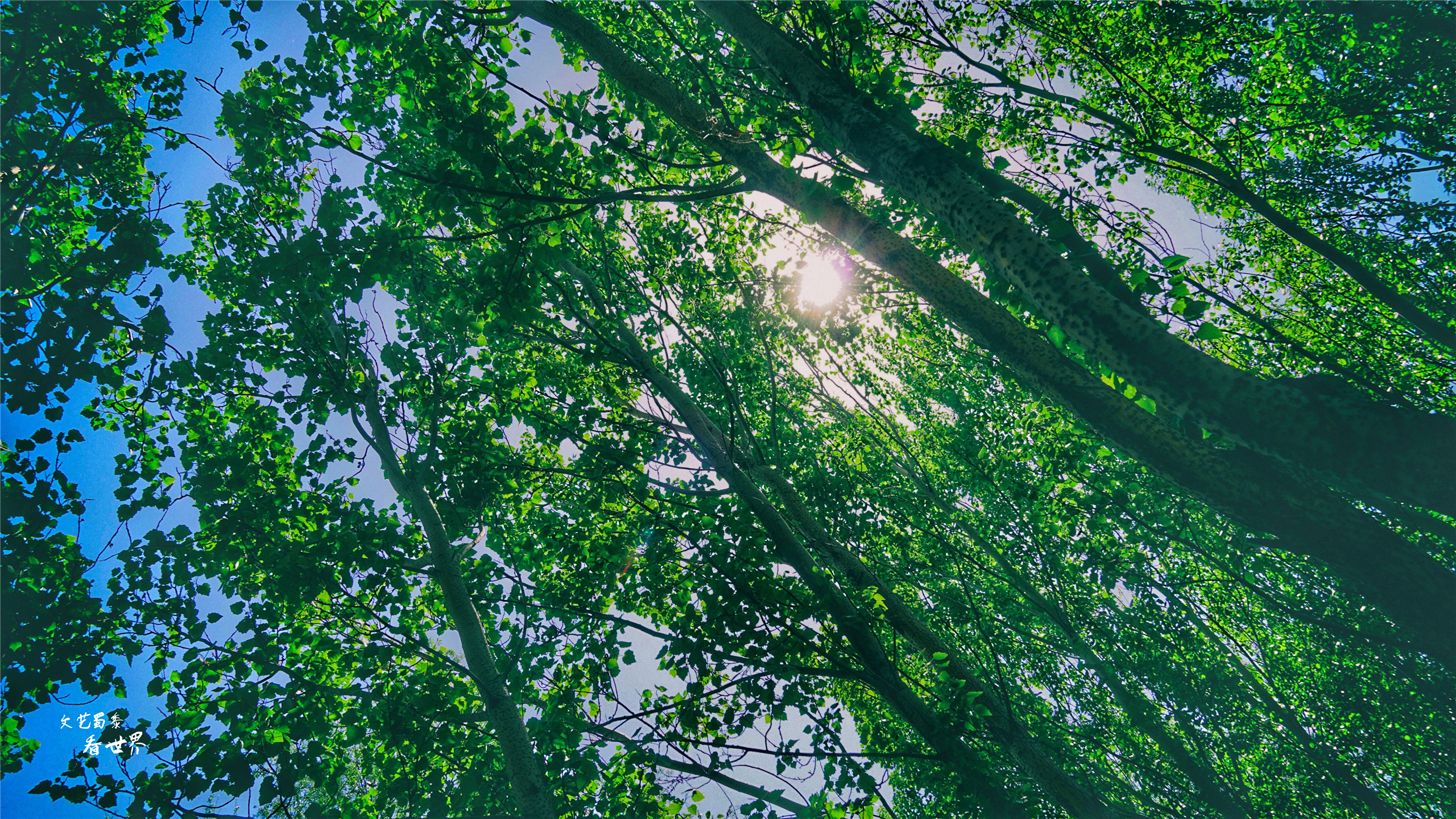 沈阳已被评为国家中心城了吗,沈阳被评为国家交通枢纽城市