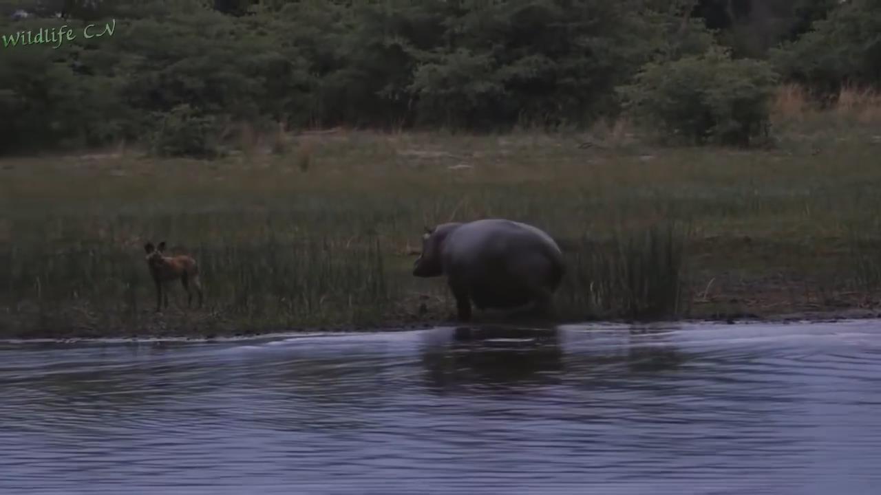 我的个子不大，但是我就喜欢攻击个头大的，你猜我是什么动物