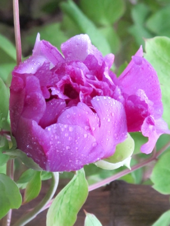 青龙卧墨池牡丹花,青龙卧墨玉牡丹