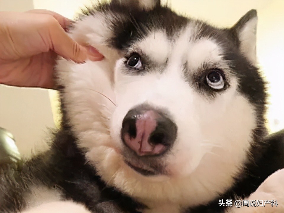 宫颈癌筛查tcthpv哪个更准确,宫颈癌筛查和hpv检查如何取舍