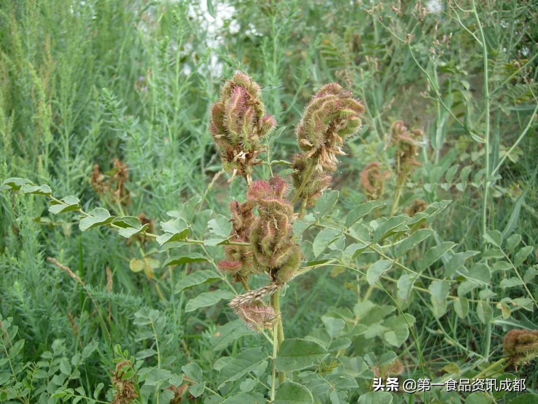 BOSS面对面丨倍力甘草骆俊才：甘草如何赋能食品产业