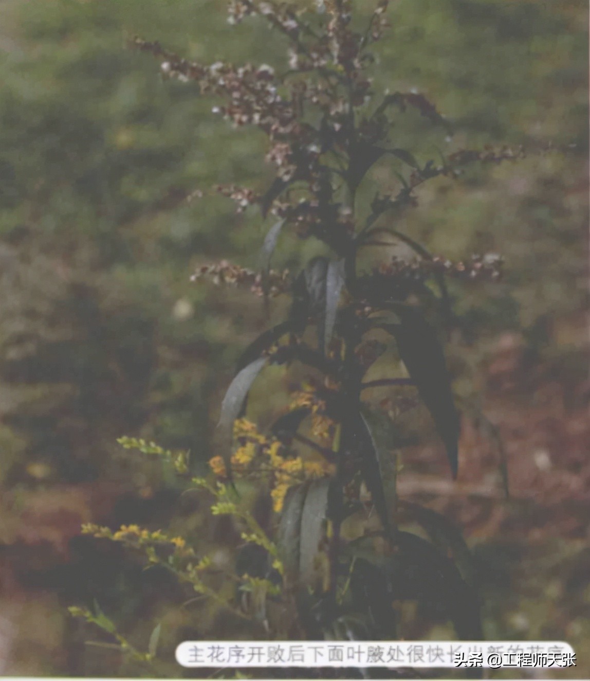 加拿大一枝黄花霸王花,加拿大一枝黄花怎么入侵了