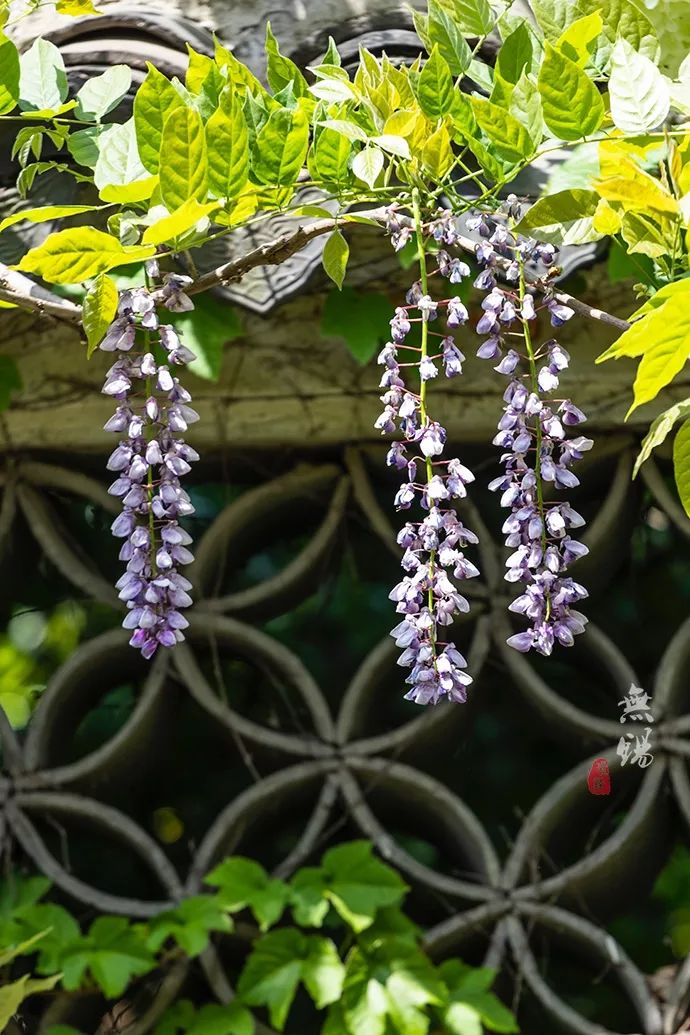 惠山古镇天下第二泉竹筒茶,惠山古镇天下第二泉