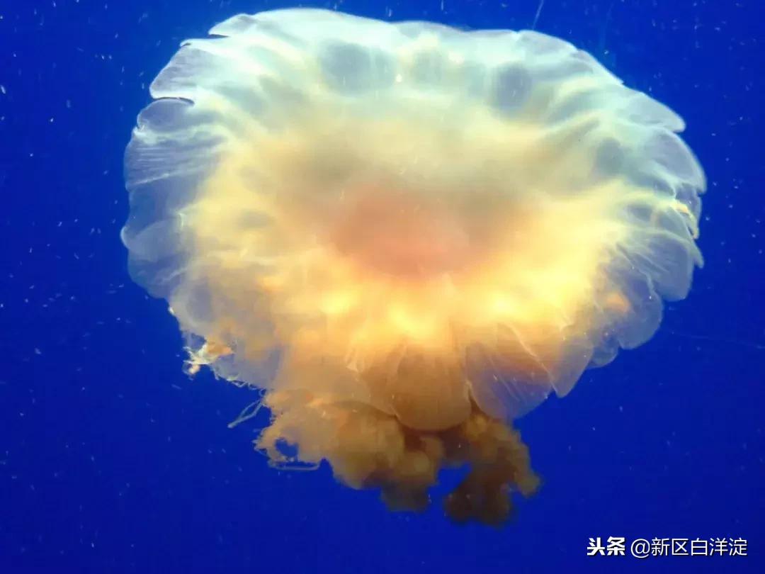 白洋淀纪事真实故事,真实的白洋淀传说