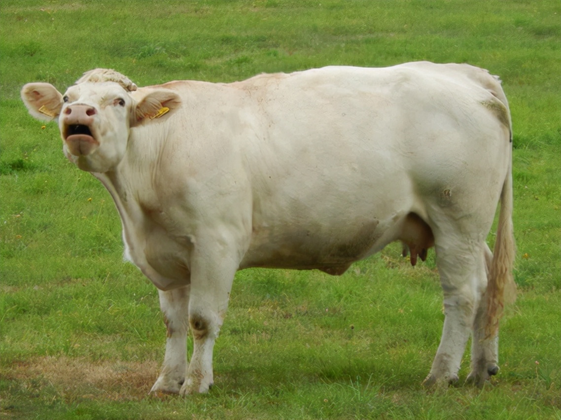 母牛掉球遗传小母牛吗,母牛掉球的原因以及防治方法