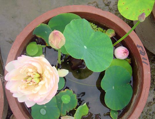 盆里养了碗莲,为啥一直不开花?这样养护,80天开出小荷花
