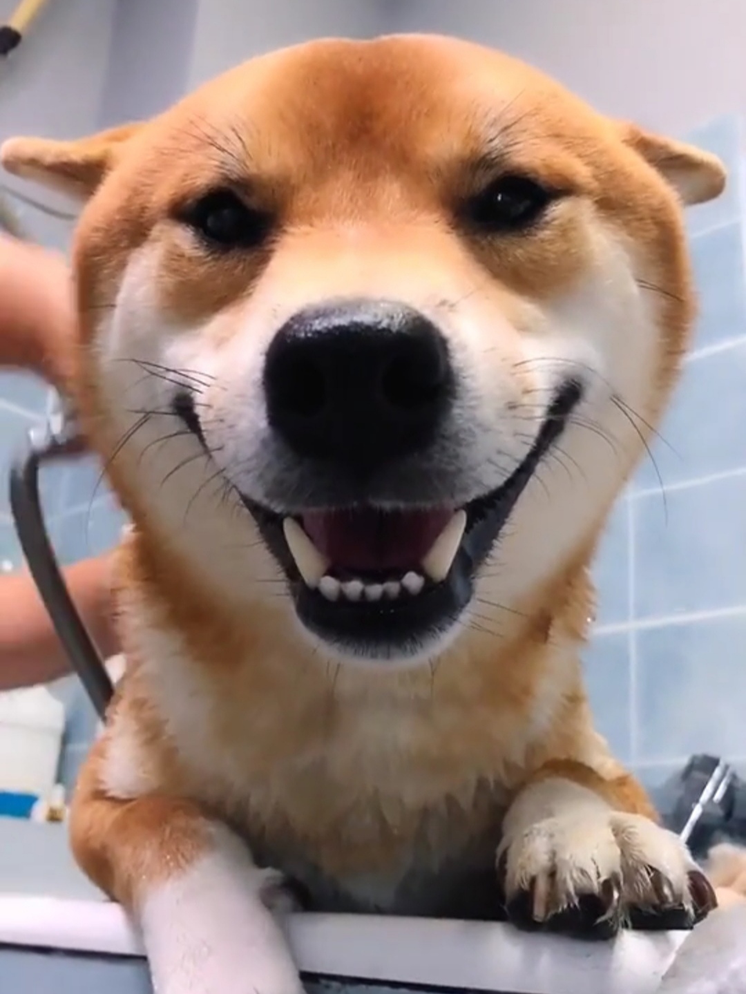 柴犬永远都是笑哈哈的样子萌死啦,柴犬的笑容治愈了多少人