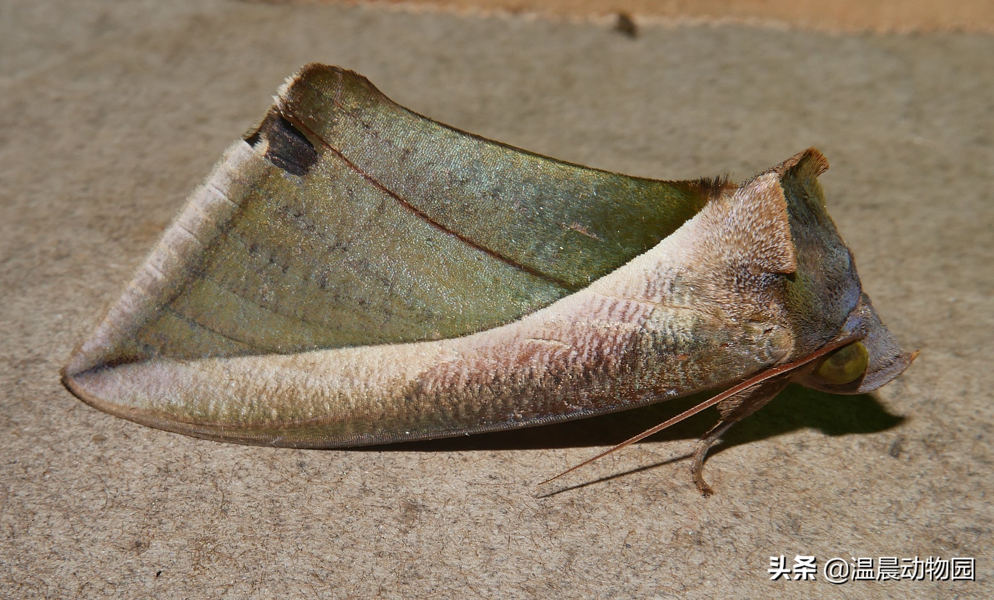 枯叶蝶拟态科普,昆虫拟态有多可怕