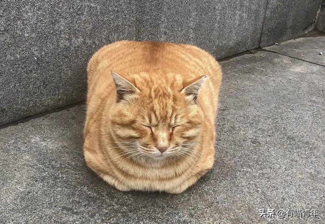 橘猫为什么是魔鬼,橘猫的恐怖之处
