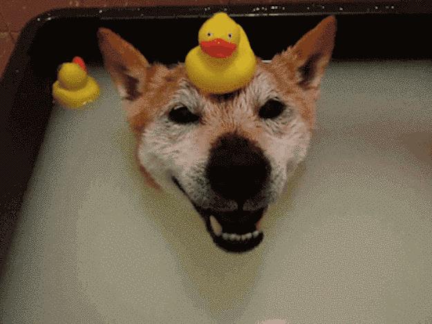 宠物医院套路深怎么办,揭秘无良宠物医院套路