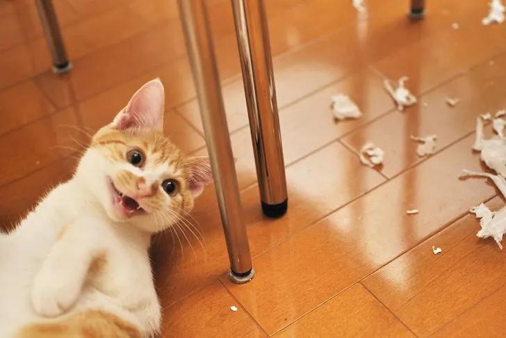 万万没想到猫咪是这样出现的,万万没想到猫