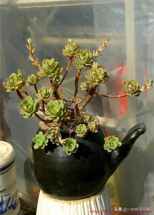 哪些多肉适合养老桩?多肉老桩摆窗台最精致了,看一眼就忘不了