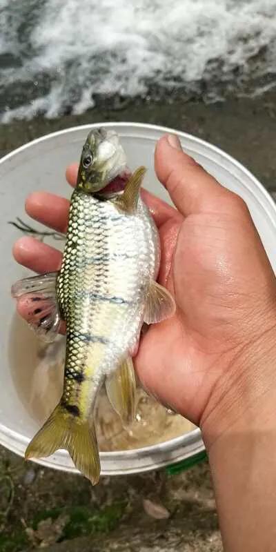 路亚亮片真的不要乱用，不是所有的路亚都会引起鱼儿的兴趣