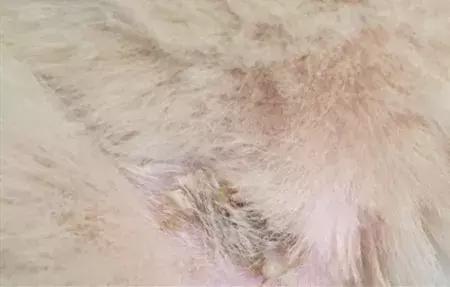 「养宠小课堂」狗狗身上的黑色结痂块是什么?